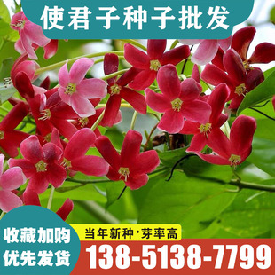 使君子种子舀求子四君籽爬藤植物阳台盆栽攀爬花卉药材史君子种子