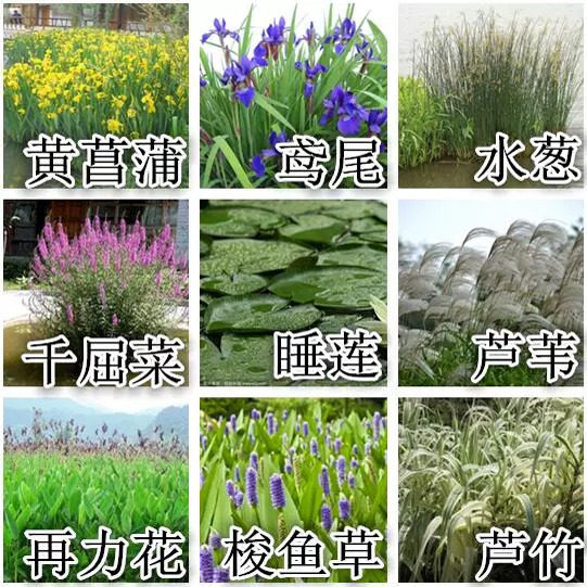 水生植物花卉美人蕉种子黄菖蒲香蒲再力花芦苇鸢尾花籽千屈菜种籽
