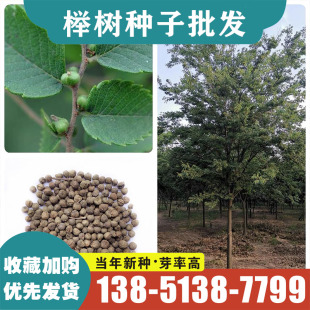 榉树种子 红榉树 小叶朴树 小叶红榉 大叶青榉种子 大叶朴树包邮