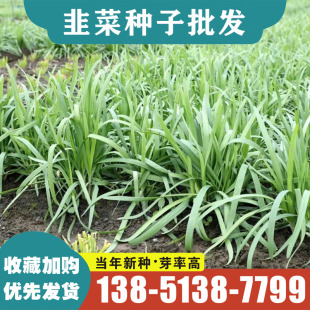 韭菜种子老品种小细叶韭菜籽紫根红根韭菜种籽家庭小院阳台 四季