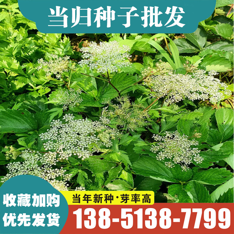 当归种子野生纯新苦参党参种籽材图片