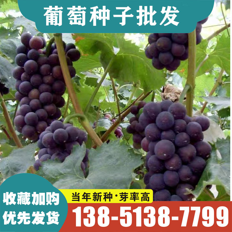 葡萄种子葡萄树种籽红提子美人指巨峰夏黑盆栽果树蔬菜葡萄籽包邮