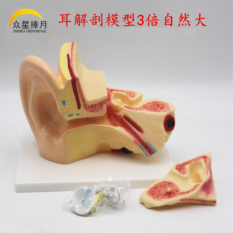 耳解剖模型3倍6倍自然大教学仪器实验器材教具