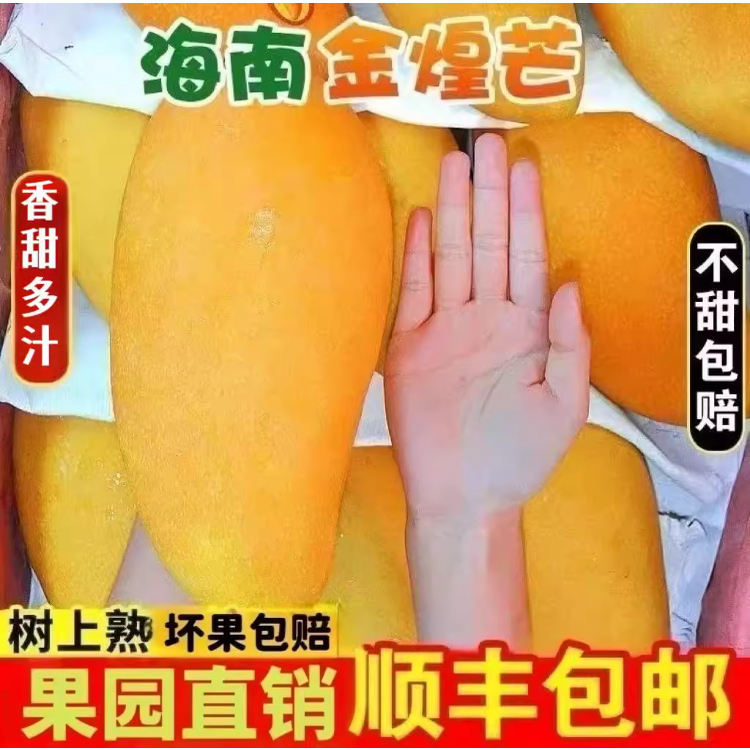 海南三亚树上熟金煌芒芒果