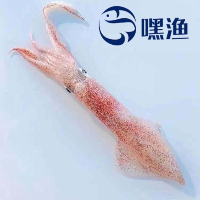 嘿渔 水产精选舟山冰冻海鲜海手钓大管火箭枪鱿鱼刺身冷冻2斤装