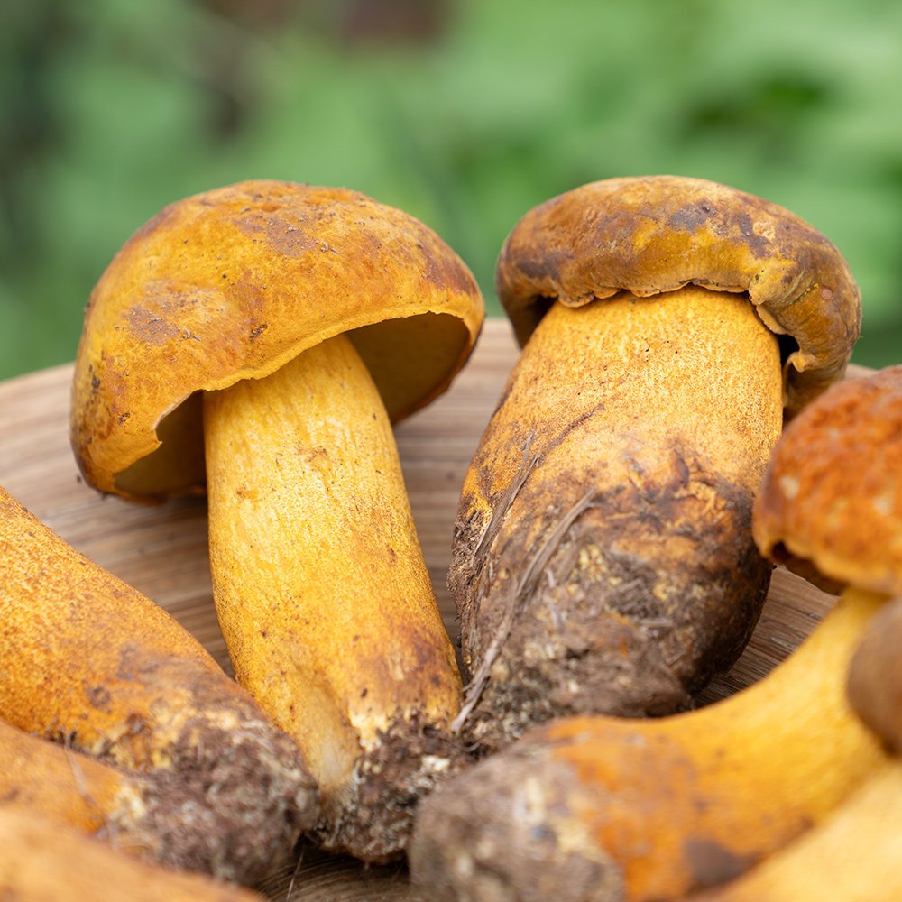 云南菌菇/新鲜黄牛肝白葱黑牛肝美味牛肝菌500g