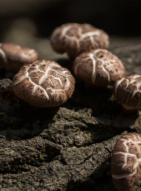 海伶山珍 | 鲍鱼小花菇250g 农家天然干货肉厚煲汤干香菇四川特产