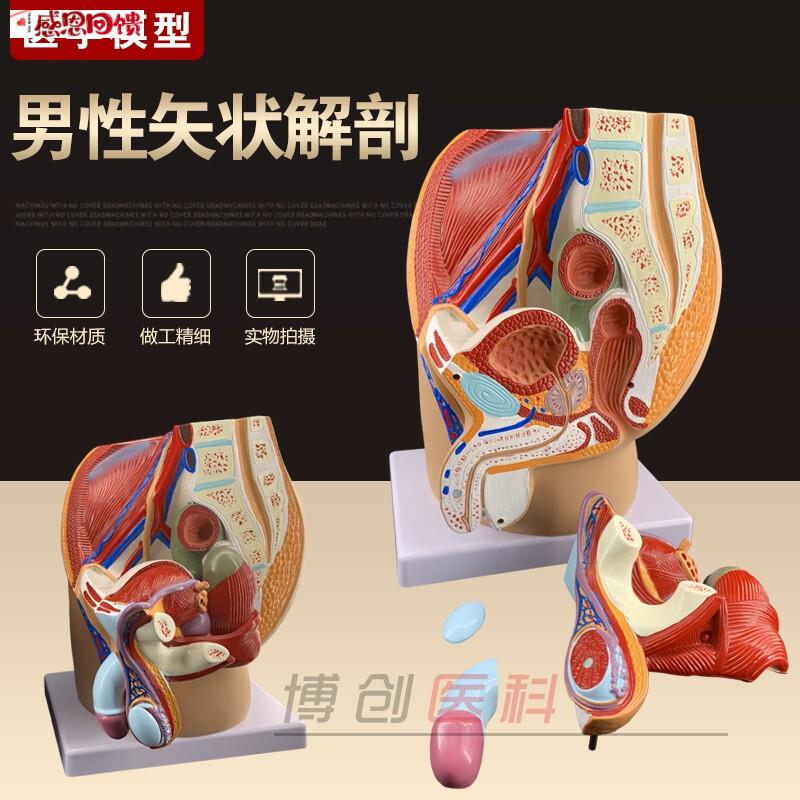 男性生殖系统模型R矢状解剖面盆腔结构造妇产科医学示教学模具盆