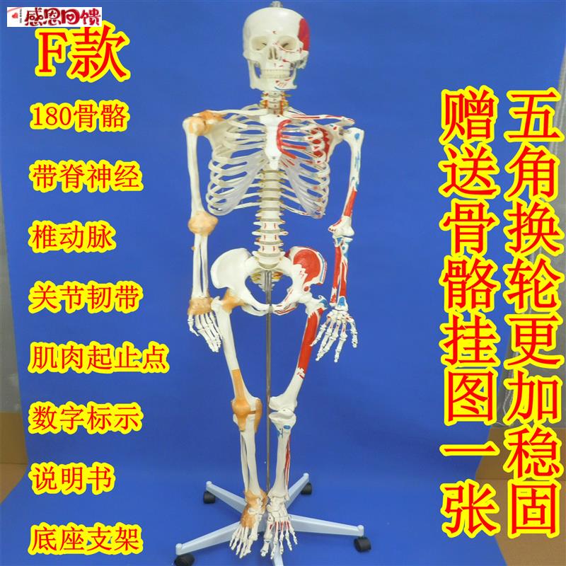 180cm全身人体大骨骼模型女性骨骼标本q模型艺术用成人大骨骼模