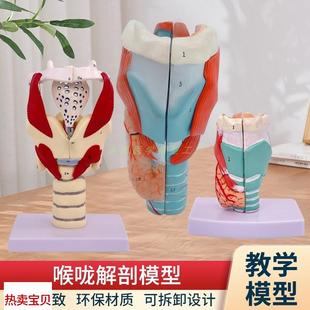 放大喉头b解剖模型 甲状腺模型发音练习喉 喉解剖模型 咽喉模型