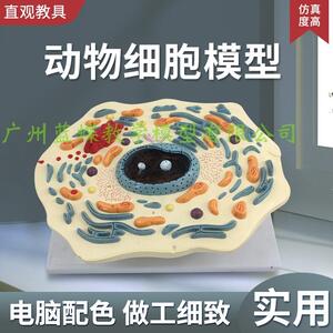 动物细胞亚显微模型 医学教学用科教W仪器 蓝蝶品牌 适用14岁以
