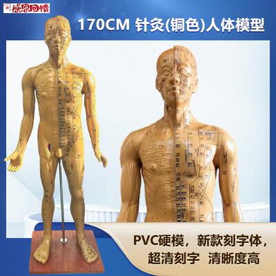 人体针灸模型 针灸铜人模型 穴位铜人 人体经络模型(铜色x)178C