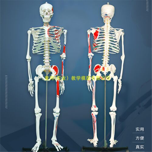 170cm人体骨骼模型附肌肉起止点 附半边肌肉着色U骨骼骨架标本模