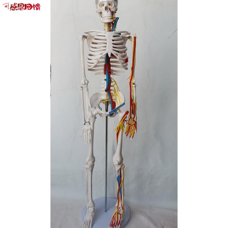 85cm人体骨骼模型心脏主V动静脉血管骷髅骨架医用教学讲