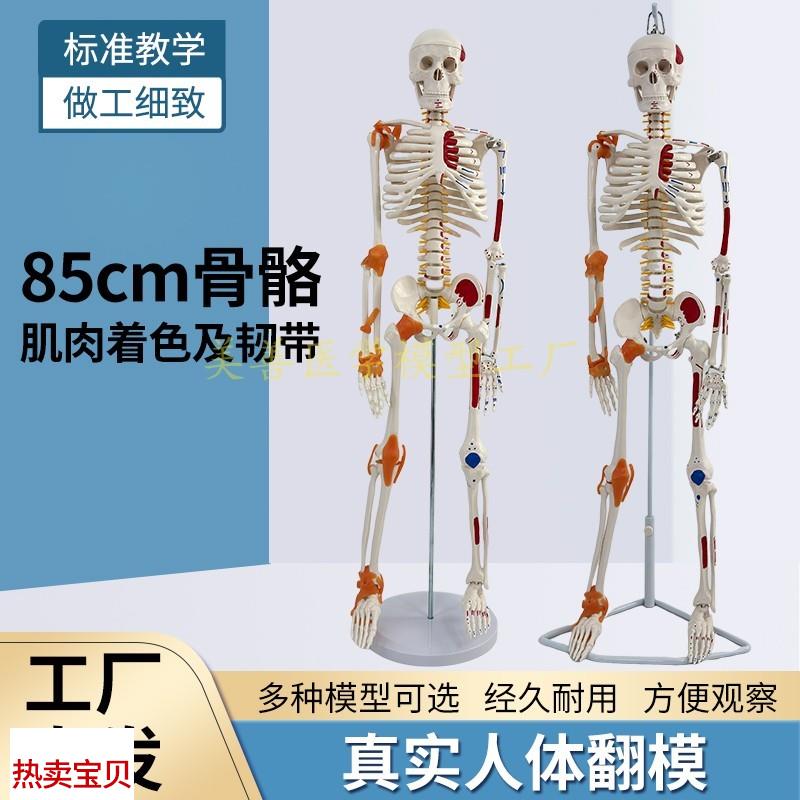 85CM人体骨骼带神经带椎间w盘模型骨架附肌肉起止点着色及韧带模