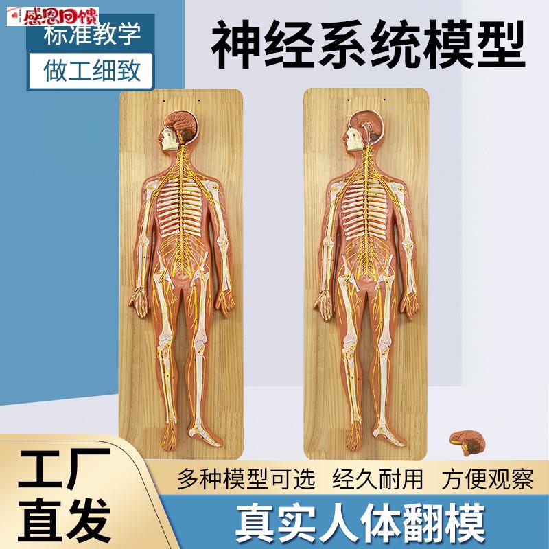 教学仿真人体神经系y统解剖模型 中枢神经脑脊髓 医学 系统解