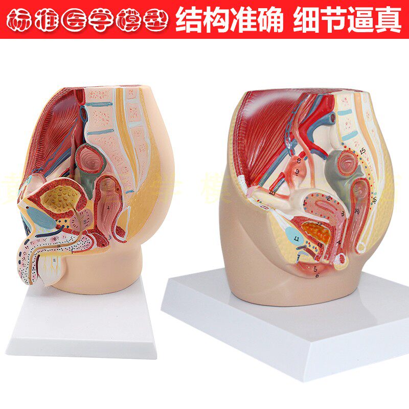 教学仿真女盆腔i模型女性泌尿生殖系统标本正中矢状切人体解剖医