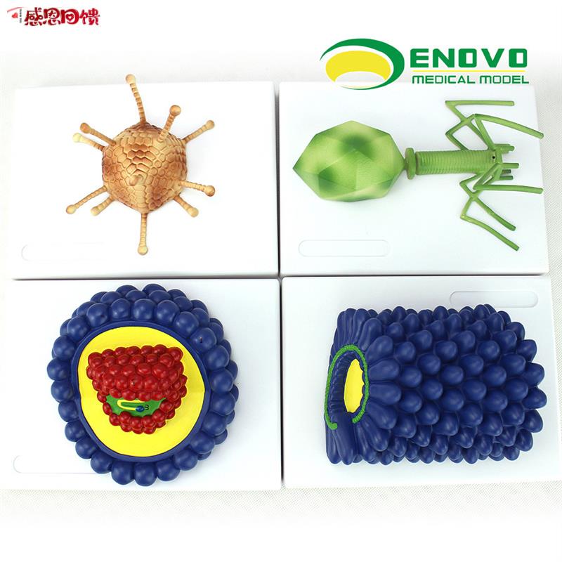 ENOVO颐诺微Q生物学病毒模型杆状病毒腺病毒噬菌体病毒艾滋病毒