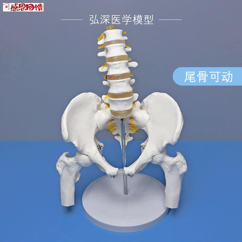 人体骨盆带五节腰椎模型尾骨骼可活动附股d骨盆骨关节神经医学教