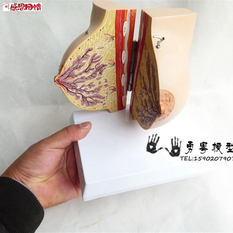 未孕女性静止期女性乳房模型 乳房解剖模型D丰胸乳房美容 妇科模