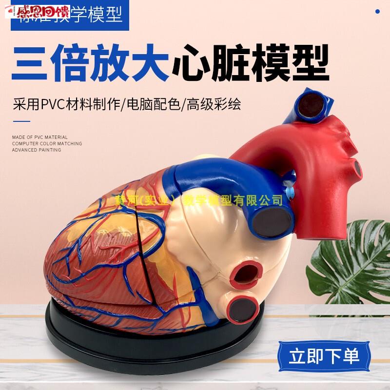 3倍放大人体心脏模型RB超彩超声医学心内科心脏解剖医学教学模