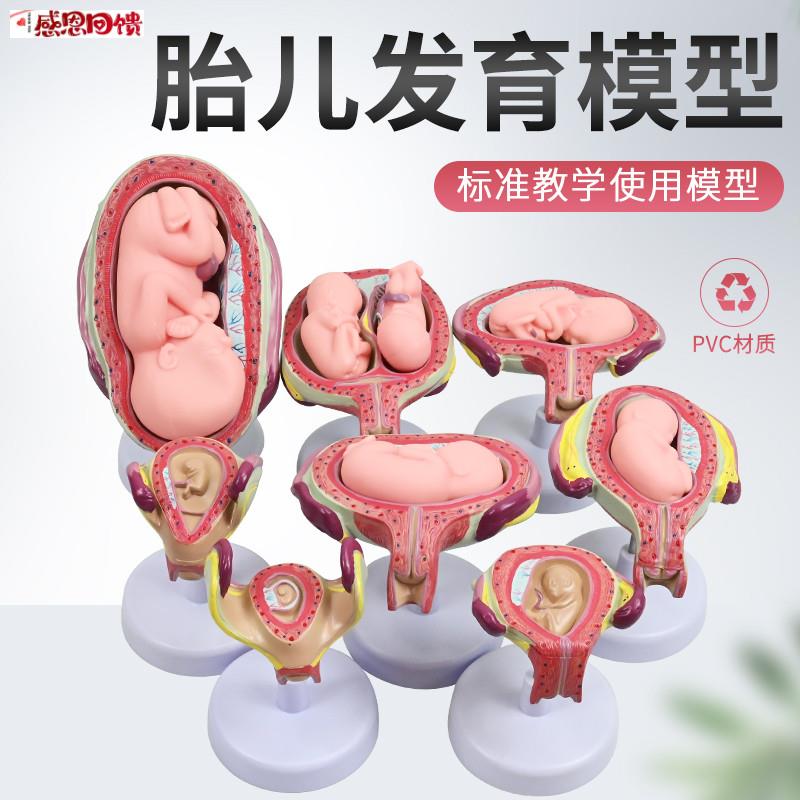 计生教育用怀孕模型o 子宫与胎儿发育过程展示模型蓝蝶品
