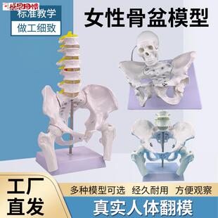 自然大女性骨盆标本模型髂骨坐骨耻骨产m后康复盆底肌教学演示模