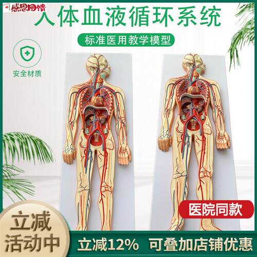 人体血液循h环系统模型全身内脏器官解剖教学教具心脏血管演示模