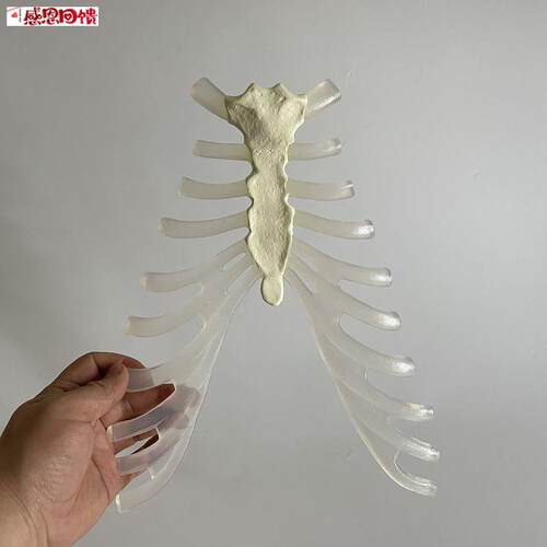 胸骨模型肋骨仿真1比1塑胶材质胸腔骨骼素描医用教E学艺术服装饰