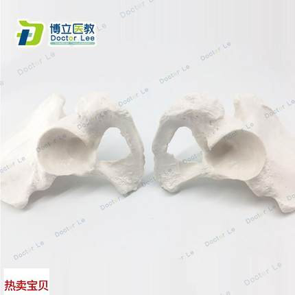人体骨骼散骨f模型骨架标本模型美术医学艺用疼痛骨科髋骨模型