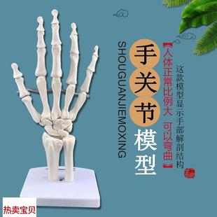 手关节模型 Q手解剖模型示教模型 手骨骼模型 手关节教学模型