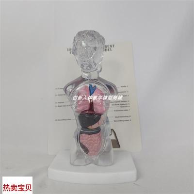 18cm13件人体透明躯干解剖y模型内脏器官拆解演示可拆玩具医用教