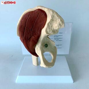 瑞宝髋关节模型髂骨肌肉股骨头大转子人体1比1医c教学坐骨腰部肌
