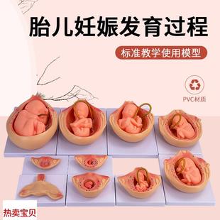 10件套 胎儿妊娠发育过程 胚胎妊娠过程模型 胚胎发K育 子宫模型