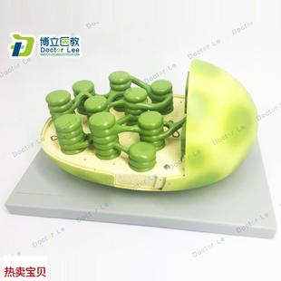 叶绿体结ii构模型显微结构初高中生物教学模型科教仪器 新品