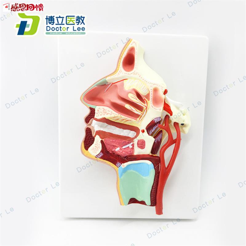 医用 口鼻咽喉R内侧面血管神经模型 头面部鼻腔模