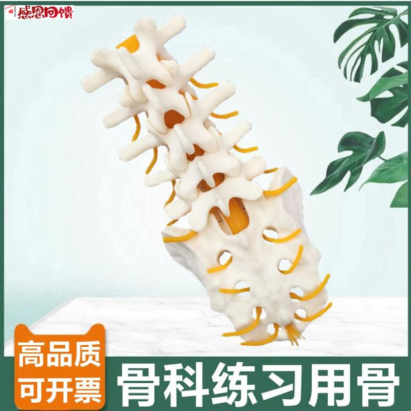 人体腰椎模型仿真骨可手术练习骨科用假骨b1比1脊椎切割髓内钉固