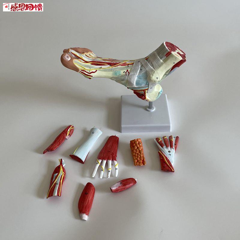 足底肌脚的深P浅肌肉层次肌腱韧带筋膜足背血管神经踝关节外科解