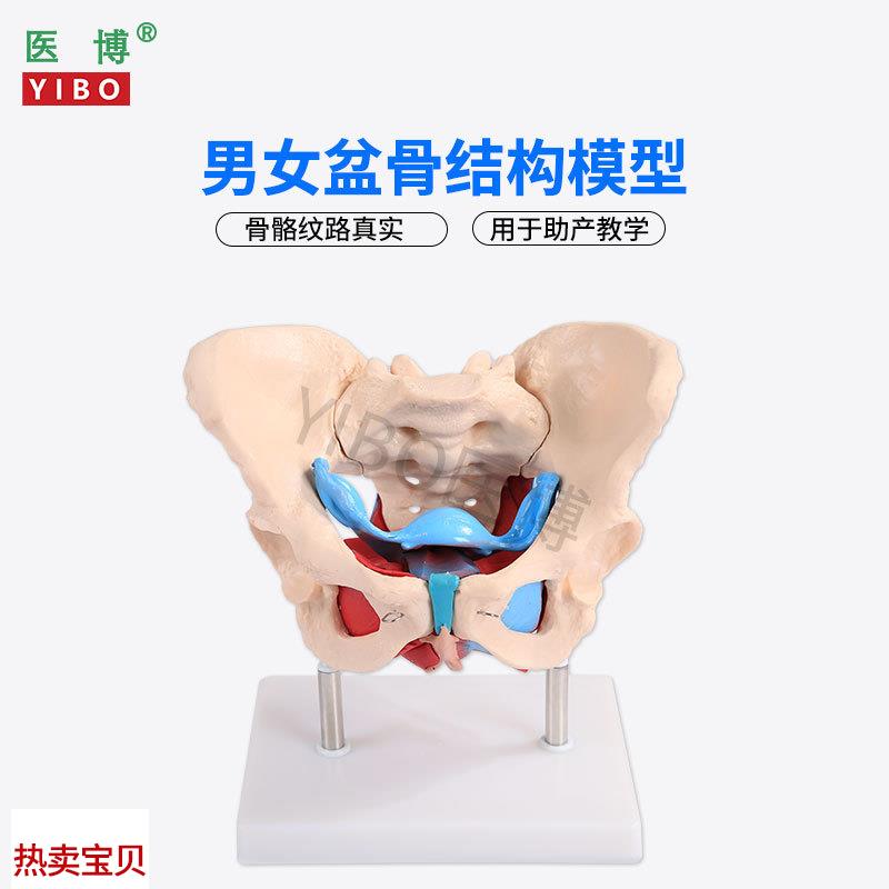 医博1:1成人男性骨盆模型 成人女性骨盆骨骼模型 女性骨盆L带盆底