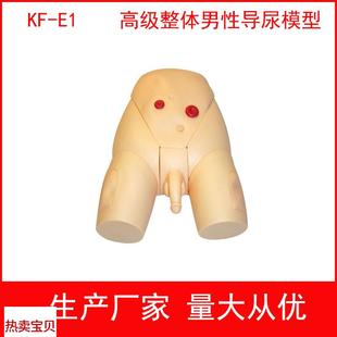 高t级整体男性导尿模型 高级整体男女导尿模具 女性导尿训练模型