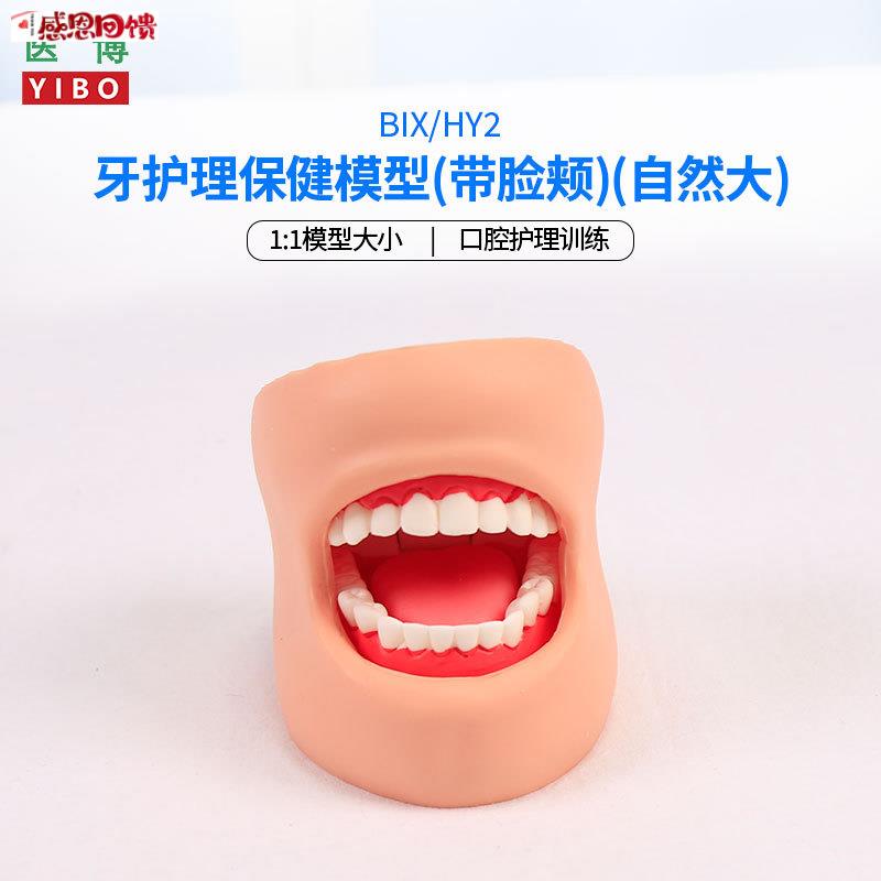 医博BIX-HY2牙齿保健护理模型带脸颊正常大小1比1B牙齿模型 口腔