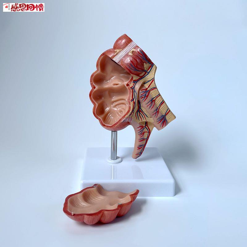 盲肠回盲瓣肠系膜血管阑尾系膜外科手术解剖人体J消化道肛管痔