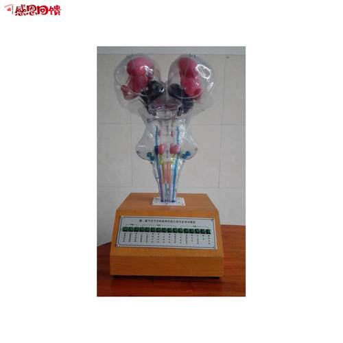 人脑脑干和脑神经核立体关系电动模型 S脑干脑神经核电动模
