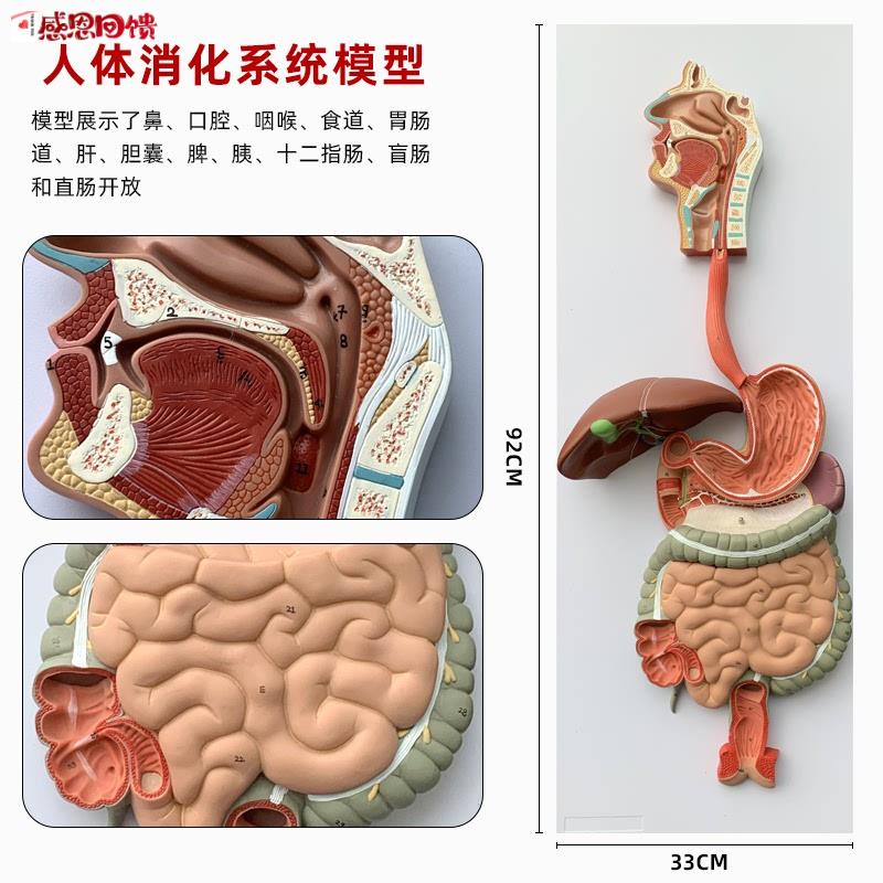 人体消化系统模型胃剖C冠状剖面肛肠科肠道鼻咽喉结构解剖医学教