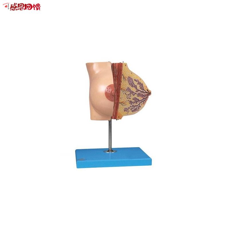 静止期女性乳房模型/解剖模型/胸部模O型A1511