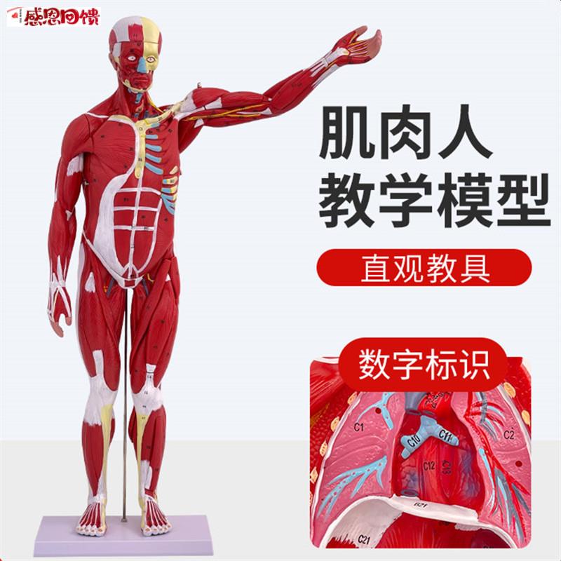 人体全身肌肉附内脏器官解剖模型医L学人体肌肉模型80CM肌肉人模