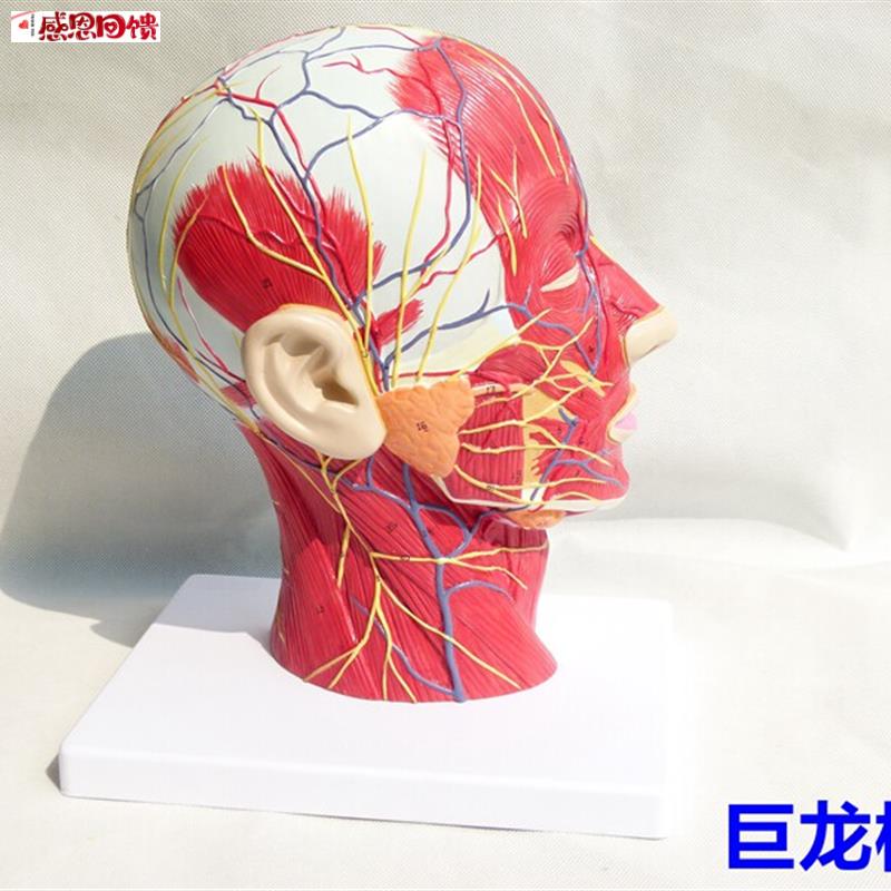 进口人体f头骨带肌肉神经血管模型头部剖面 脑模型 人体解剖模