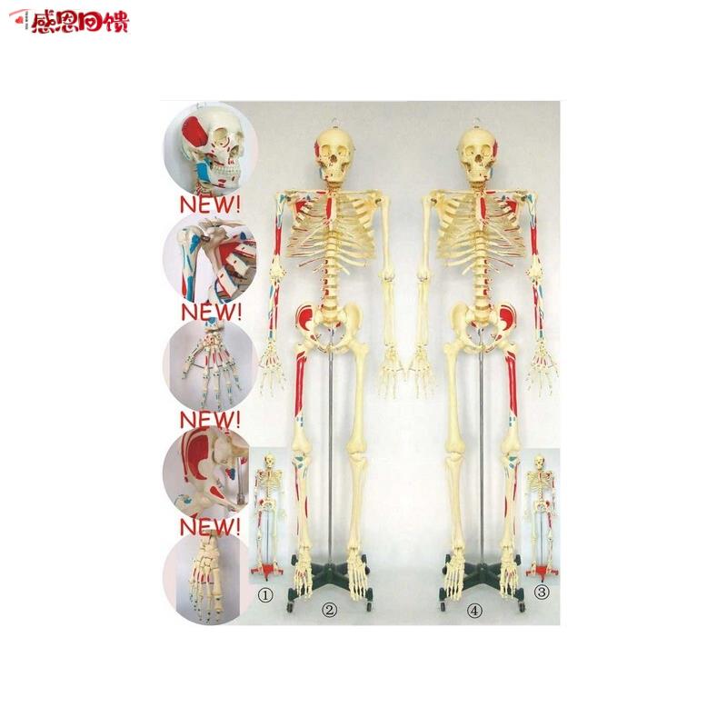 170CM人体骨骼模W型肌肉起止点数字编码骷髅骨架 医用教学讲解展