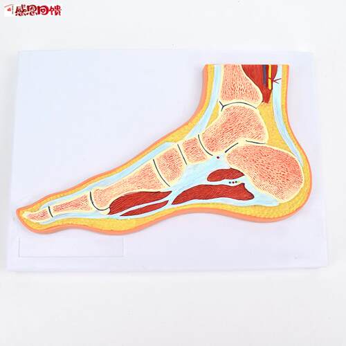 ENOVO颐诺医n学解剖 足关节骨骼肌肉模型 踝关节剖面脚关节构造MR