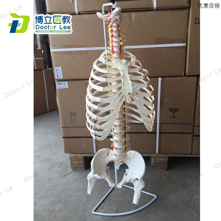 BOLI品牌人体脊柱骨骼模b型 1:1比例颈椎胸椎肋骨盆模
